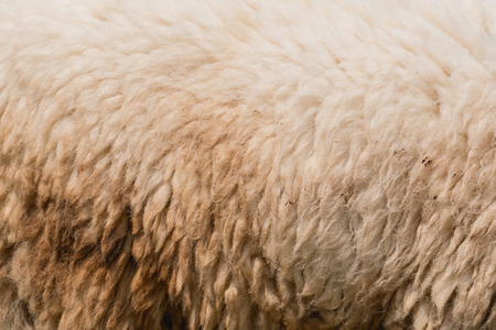 Wool of sheep backgroundの写真素材