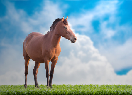 Brown horse standing on the grass.の写真素材