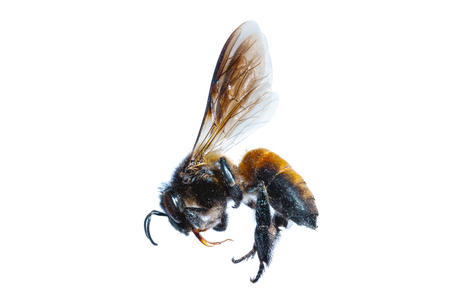 Closeup Bee isolated on white background.の写真素材