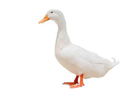 white duck isolated on white background.の写真素材