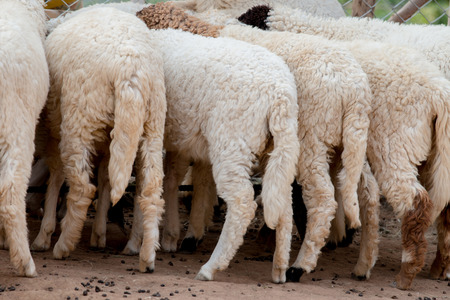 Group Sheep in the farmの写真素材