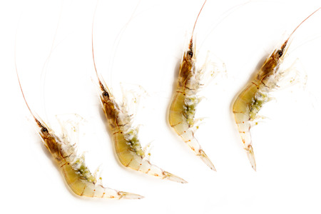 Small fresh shrimp on white background, Crawfish smallの写真素材
