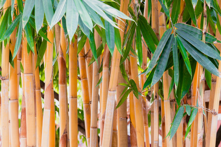 Yellow bamboo tree, Giant Thorny Bambooの写真素材