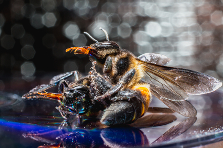 Bees on dark backgroundの写真素材