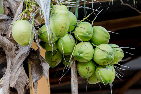 Group of fresh coconuts on the tree