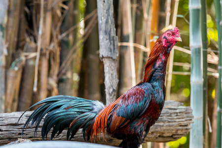 close up portrait of roosterの写真素材