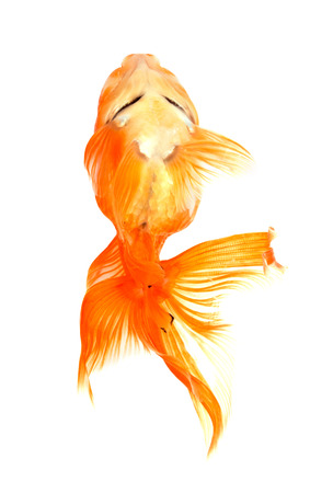 goldfish isolated on white background. File contains a clipping path.の写真素材