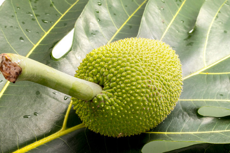 breadfruit on Leaf