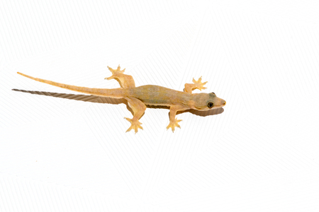 Gecko Lizard on the white ceilingの写真素材