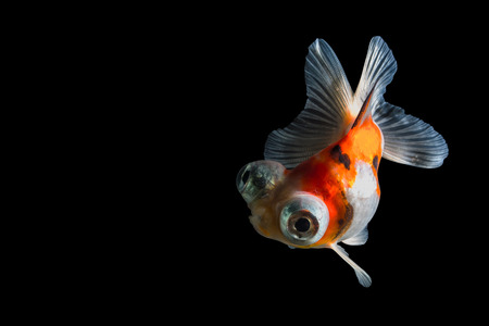 Calico Telescope-eyes Goldfish, isolated on black background. File contains a clipping path.の写真素材