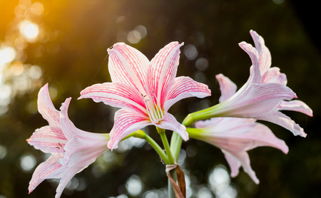 White Pink amaryllis flower in Nature backgroundの写真素材