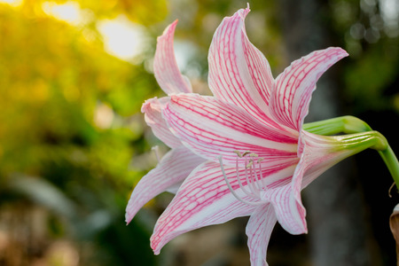 White Pink amaryllis flower in Nature backgroundの写真素材