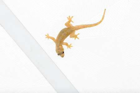 Gecko Lizard on the white ceilingの写真素材