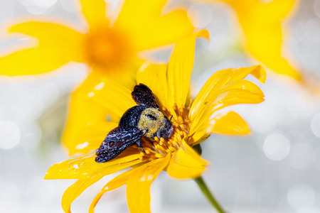 Bumblebee Wet on the yellow flowerの写真素材