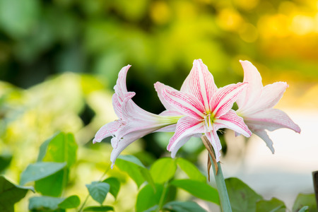 White Pink amaryllis flower in Nature backgroundの写真素材