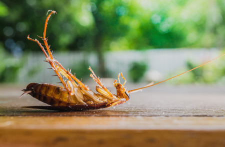 The dirty cockroach on the Wooden floor