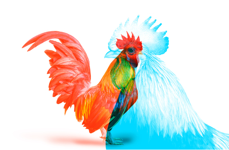 Double Color Exposure of Bantam Chicken isolated on white background.の写真素材