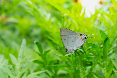 beautiful a Common Tit butterfly on green leaf (Hypolycaena erylus), is a small butterflyの写真素材