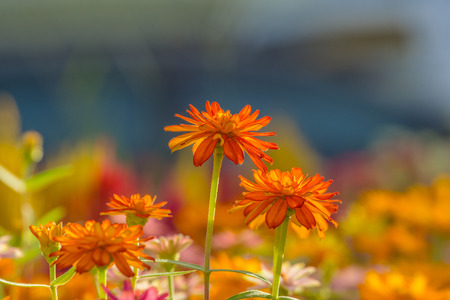 beautiful Close up of Vibrant Orange Zinnia Flower in the gardenの写真素材
