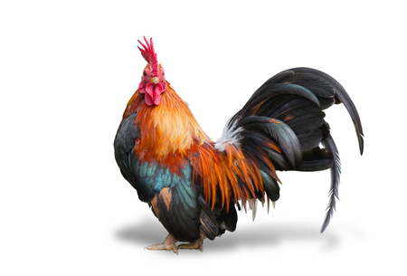 close up portrait of bantam chicken isolated on white background.