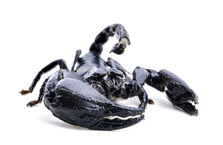 scorpion on white background. Giant forest scorpion species found in tropical and subtropical areas in Asia.の写真素材