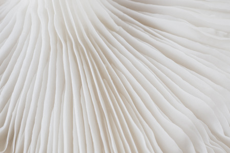 abstract background macro image of mushroom, Sajor-caju Mushroomの写真素材