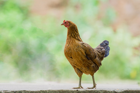 close up portrait of bantam chicken, henの写真素材