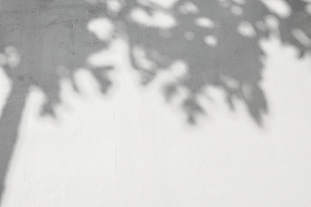 shadows of leaf on a white wall.の写真素材