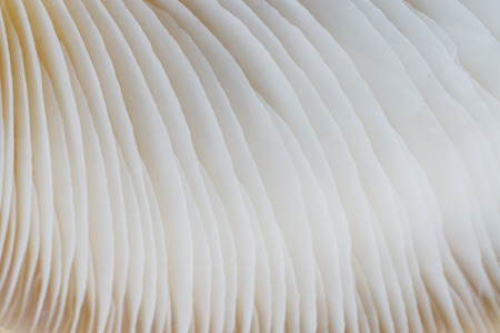 abstract background macro image of mushroom, Sajor-cajuの写真素材