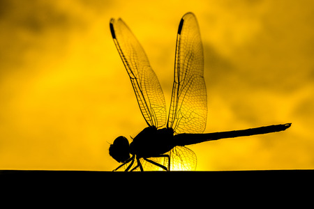 Macro of dragonfly with a silhouette background.の写真素材
