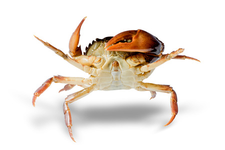 Freshwater crabs isolated on white background. Ricefield crab in Thailand. File contains a clipping path.の写真素材