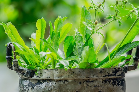 Coriander blade in old pot, reuse old pot for Growing vegetables.の写真素材