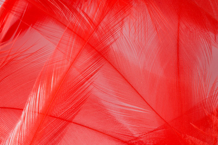 abstract background macro image of red featherの写真素材