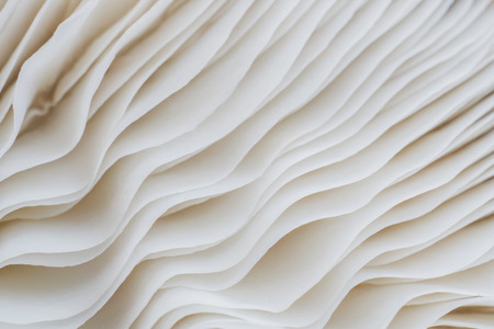 abstract background macro image of mushroom, Sajor-caju mushroomの写真素材