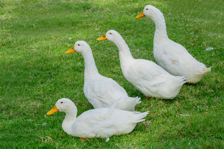 close up group white duck on lawn in farmの写真素材