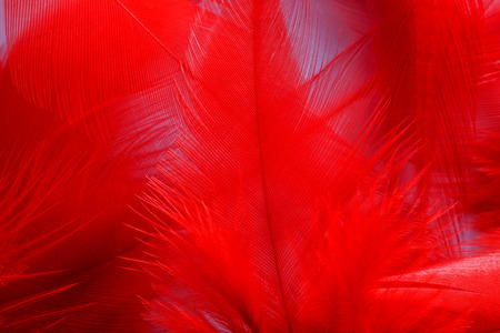 macro red feather abstract backgroundの写真素材