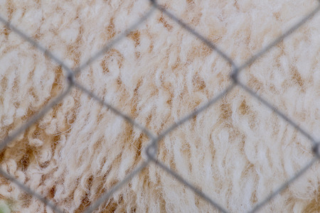 abstract background macro image of Wool of sheep in cagesの写真素材