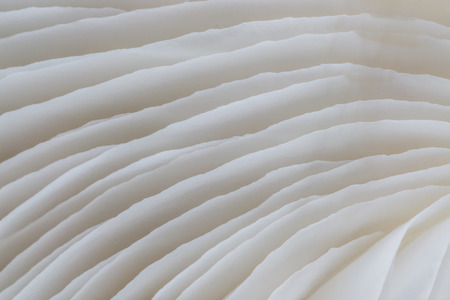 abstract background macro image of mushroom, Sajor-caju mushroomの写真素材