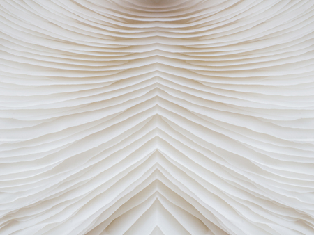 abstract background macro image of mushroom, Sajor-caju mushroomの写真素材