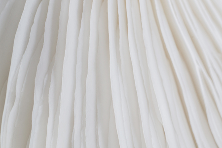 abstract background macro image of mushroom, Sajor-caju mushroomの写真素材