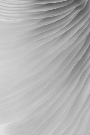 abstract background macro image of mushroom, Sajor-caju mushroomの写真素材