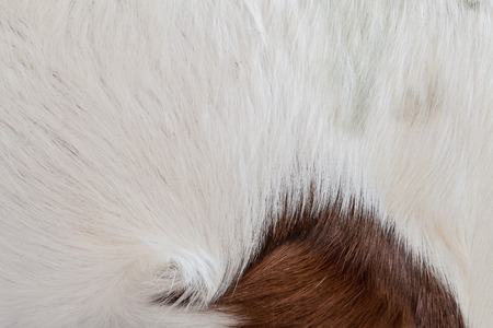 abstract background macro image brown and white wool of goat hairの写真素材