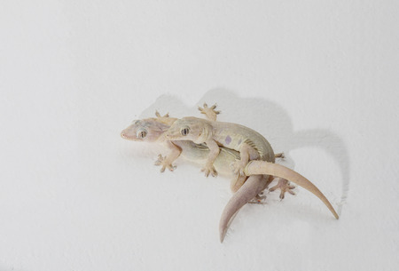 Gecko Lizard Males and females are breeding on white wallsの写真素材