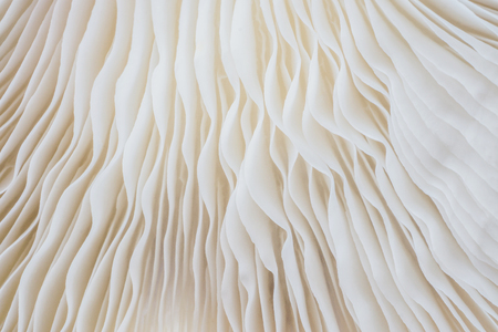 abstract background macro image of mushroom, Sajor-caju mushroomの写真素材