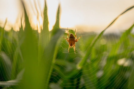 Spider on webs in the lawn at sunset light.の写真素材