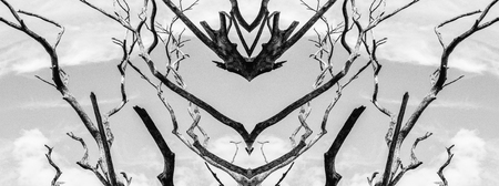 Branch of dead tree, Black and white (monochrome) picture.の写真素材