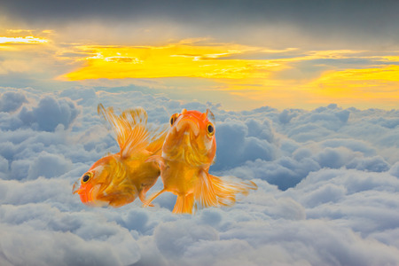 goldfish swimming on clouds at sunset. concept ideaの写真素材