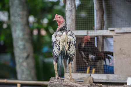 close up portrait of rooster on Timberの写真素材