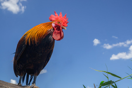 close up portrait of bantam chicken, Beautiful colorful cock