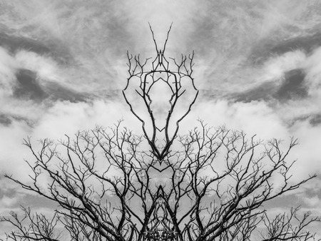 Branch of dead tree, Black and white (monochrome) picture.の写真素材